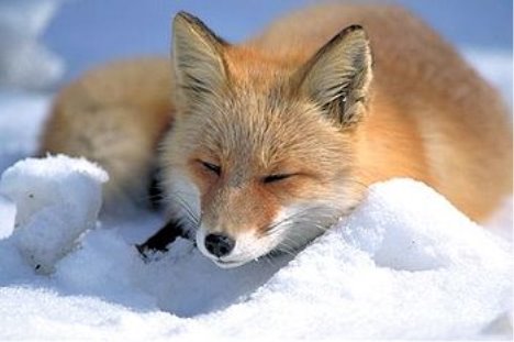 http://upload.wikimedia.org/wikipedia/commons/thumb/0/03/Vulpes_vulpes_laying_in_snow.jpg/350px-Vulpes_vulpes_laying_in_snow.jpg