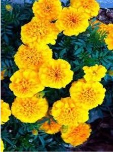 Картинки по запросу Квіти Чорнобривці Жовте диво Golden Garden 0,5г