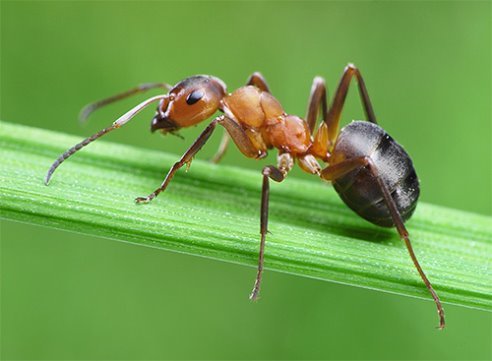 С жизнью муравьев связано немало интересных фактов