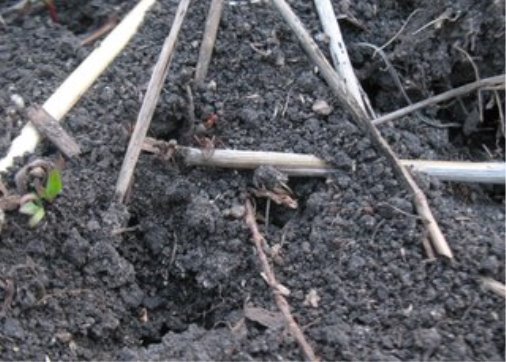 Муравейник луговой муравей фото
