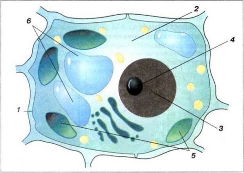 Картинки по запросу малюнок клітини