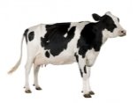 Картинки по запросу корова