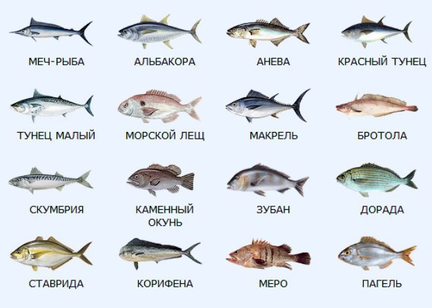 Картинки по запросу риби моря