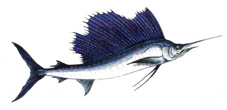 Картинки по запросу вітрильник риба  малюнок