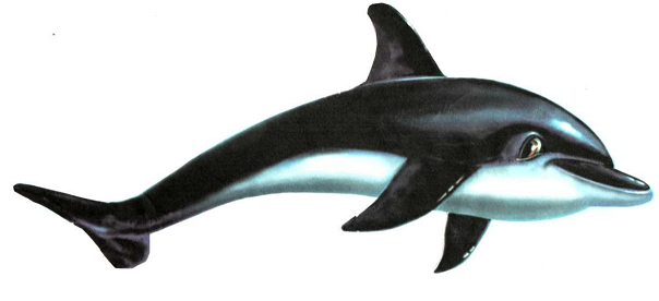 Картинки по запросу дельфін малюнок