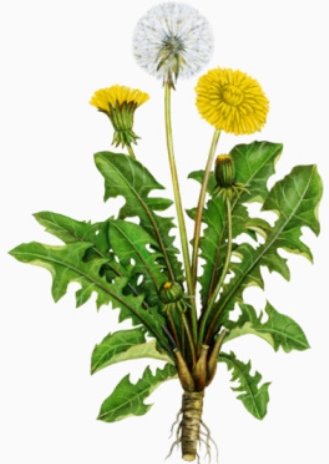 Картинки по запросу лікарські рослини кульбаба