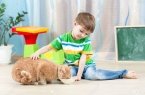 Child Boy Feeding Red Cat At Home Stock Photo, Picture And Royalty Free  Image. Image 34662269.