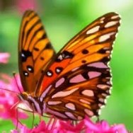 Картинки по запросу butterfly