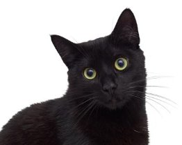 Картинки по запросу "black cat"