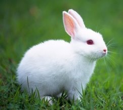 Картинки по запросу "white rabbit"