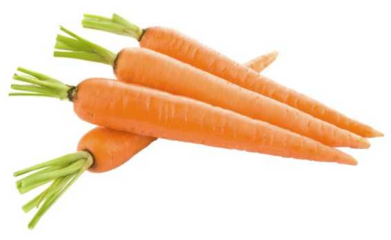 Картинки по запросу "carrot"
