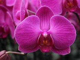 Картинки по запросу "orchid"