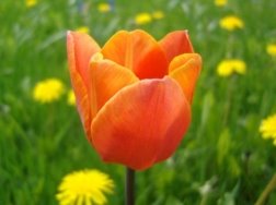 Картинки по запросу "tulip"