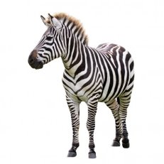 Картинки по запросу "zebra"