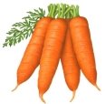 Watercolor illustration of four carrots with partial top stems and a leaf.