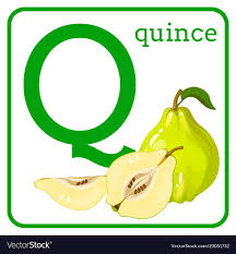 letter Qq quince.jpg