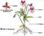 Картинки по запросу анимированные картинки органы растений