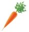 картинки морква – Пошук Google | Food, Outdoor decor, Carrots