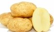 Стало відомо, як вибрати насіннєву картоплю – AgroNews