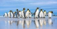 Гигантская колония королевских пингвинов рекордно сократилась ...