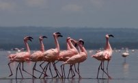 Самая большая в мире популяция Фламинго