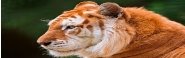 Золотой тигр – краткое описание хищника, фото и видео.