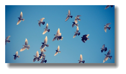 Картинки по запросу голуби в небе