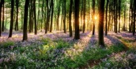 ᐈ Лес природы фон, фото природа лес | скачать на Depositphotos®