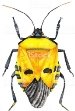 Желтый Жук — стоковые фотографии и другие картинки Heteroptera ...