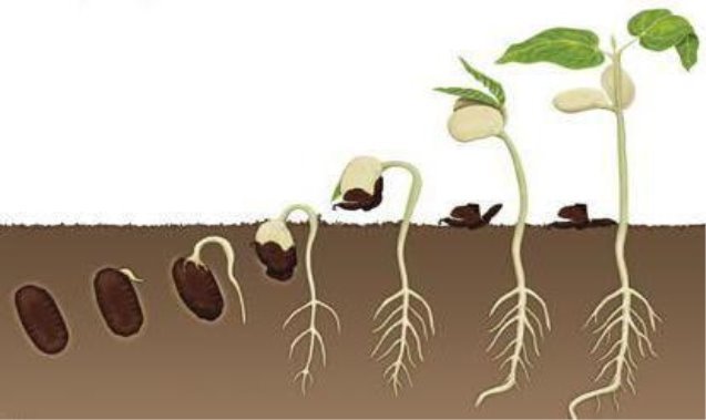 Результат пошуку зображень за запитом проростання насіння квасолі