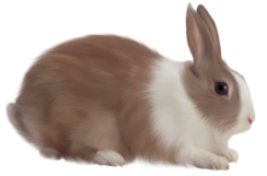 кролик PNG фото