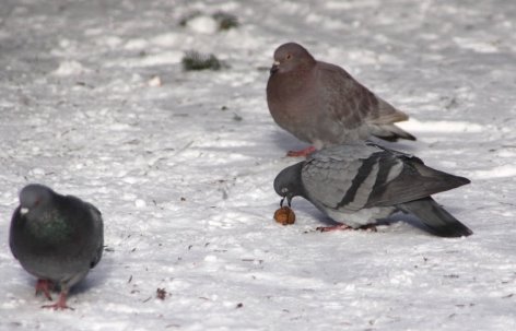 Результат пошуку зображень за запитом "голуби в снегу"