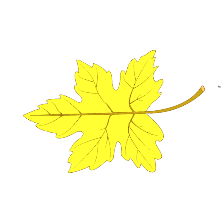 maple-leaf-picture-color