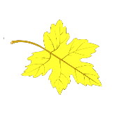 maple-leaf-picture-color