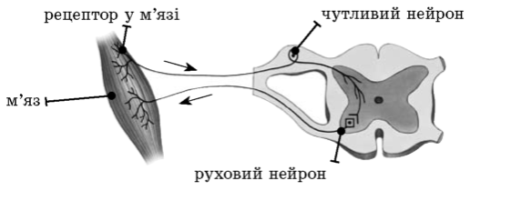 http://narodna-osvita.com.ua/uploads/biology_files/tmpad1d-34.png