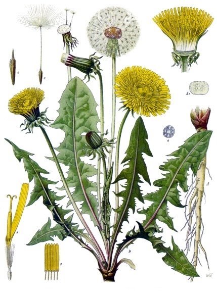 Taraxacum officinale - Köhler–s Medizinal-Pflanzen-135.jpg
