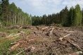 В Україні – наймасовіша вирубка лісів за останні 30 років, – WWF — АГРОПОЛІТ