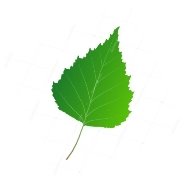 C:\Users\777\Desktop\depositphotos_101631368-stock-illustration-green-leaf-birch.jpg