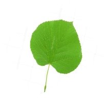 C:\Users\777\Desktop\depositphotos_27249043-stock-photo-linden-leaf-isolated-on-white.jpg