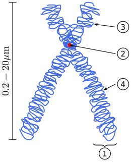 https://upload.wikimedia.org/wikipedia/commons/thumb/0/0b/Chromosome.svg/688px-Chromosome.svg.png