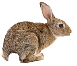 http://www.animalhi.com/thumbnails/detail/20121102/bunnies%20animals%20rabbids%20white%20background%201280x800%20wallpaper_www.animalhi.com_99.jpg