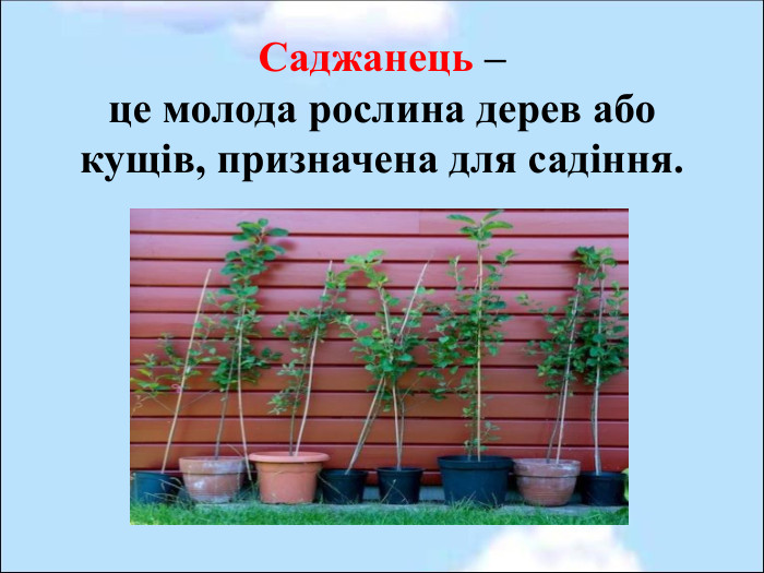  Саджанець –  це молода рослина дерев або кущів, призначена для садіння.  