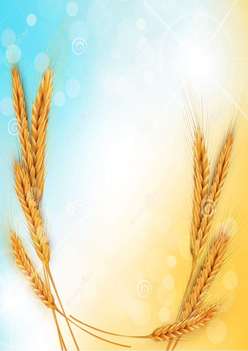 http://thumbs.dreamstime.com/z/vector-background-gold-ears-wheat-sun-rays-32583432.jpg