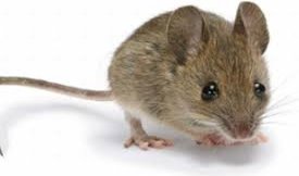 Миша тварина. Миші: різновиди, фото і назви