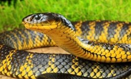 Змеи - красивые картинки (40 фото)