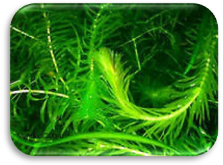 Акваріумне рослина, елодея і його опис