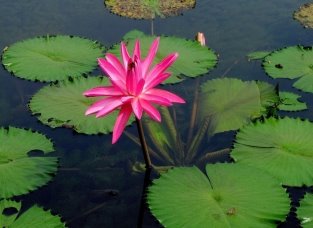 Pink-water-lily-flower-lake-water-2560X1600-915x515