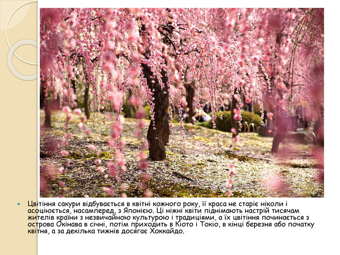Цвітіння сакури відбувається в квітні кожного року, її краса не старіє ніколи і асоціюється, насамперед, з Японією. Ці ніжні квіти піднімають настрій тисячам жителів країни з незвичайною культурою і традиціями, а їх цвітіння починається з острова Окінава в січні, потім приходить в Кіото і Токіо, в кінці березня або початку квітня, а за декілька тижнів досягає Хоккайдо.