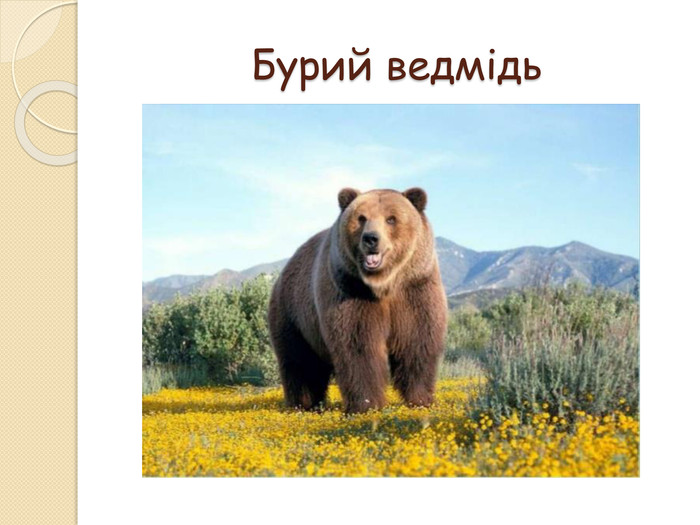 Бурий ведмідь