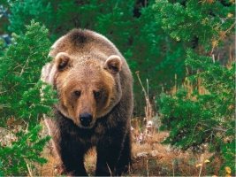 Картинки по запросу тварини лісу україни ведмідь